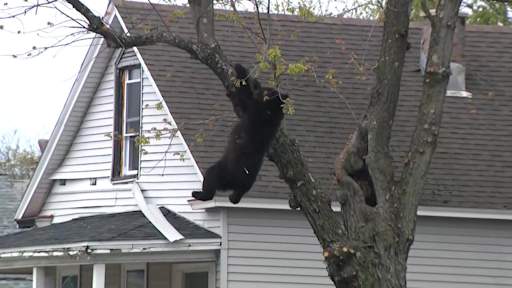 Watch as bear rescued from tree after wandering into residential street