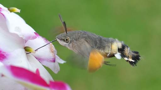 UK sees 'really unusual' rise in hummingbird hawk-moth sightings this summer