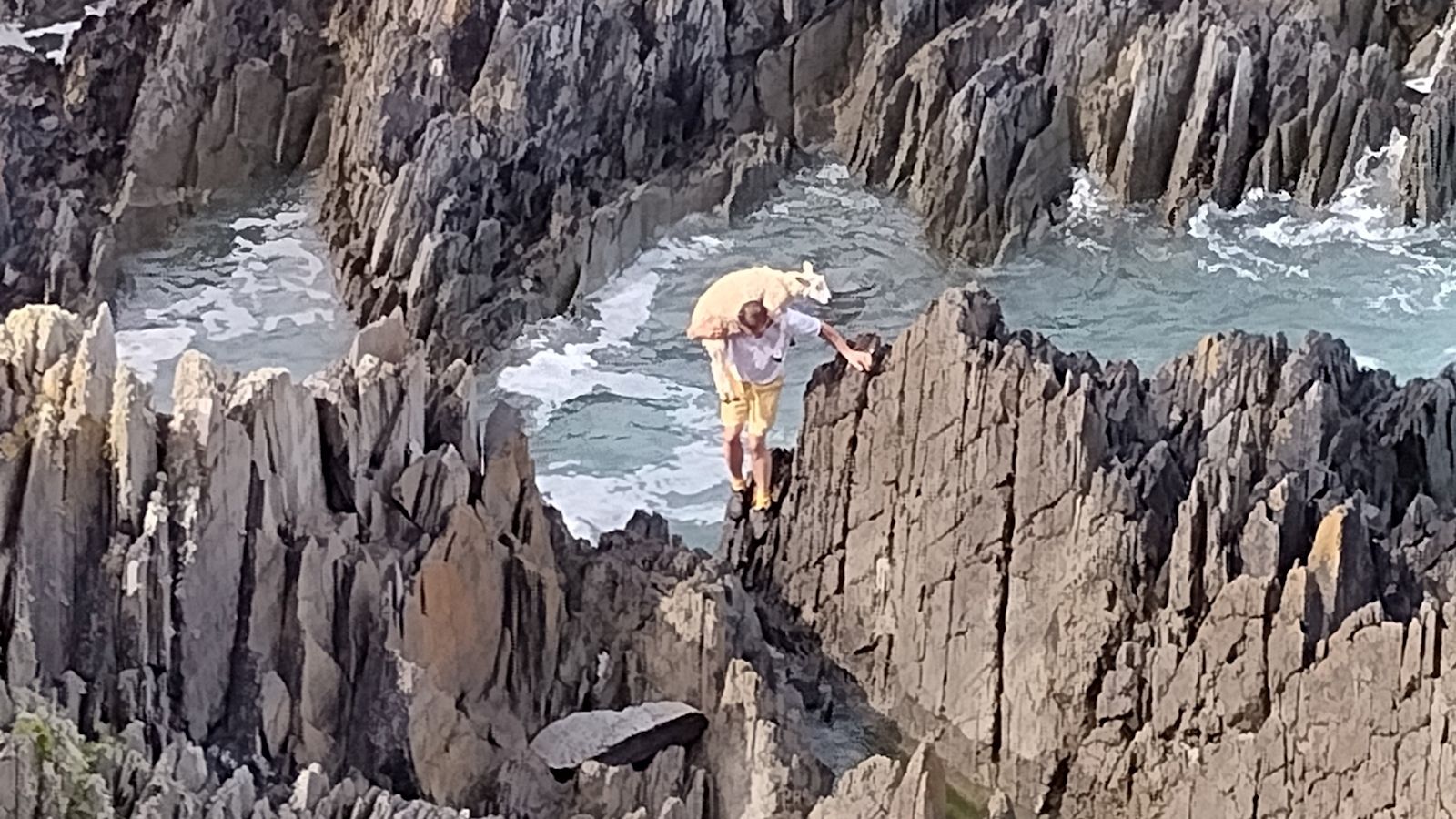 Stranded Sheep Holidaymaker climbs over jagged rocks in Woolacombe to save stranded ...