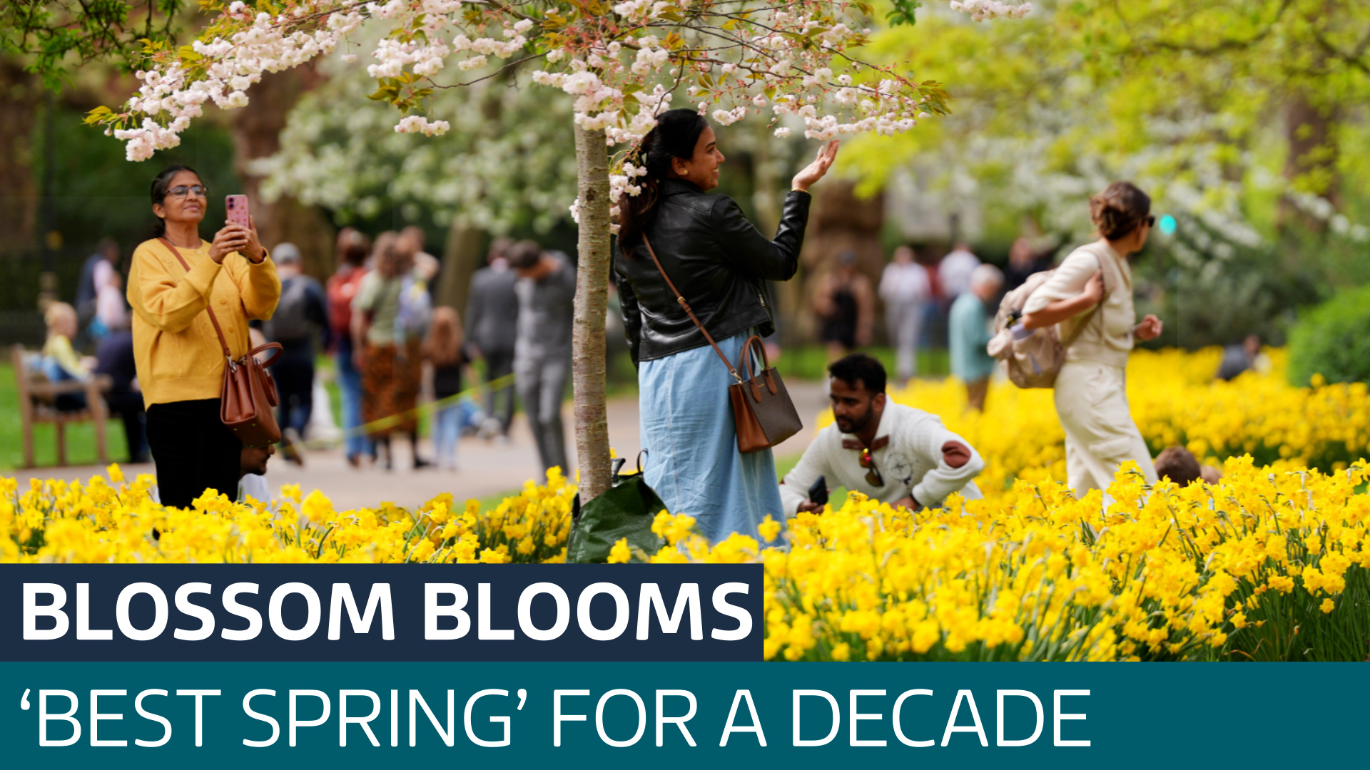 ‘Best spring’ in a decade as horticulturalists herald ‘condensed ...
