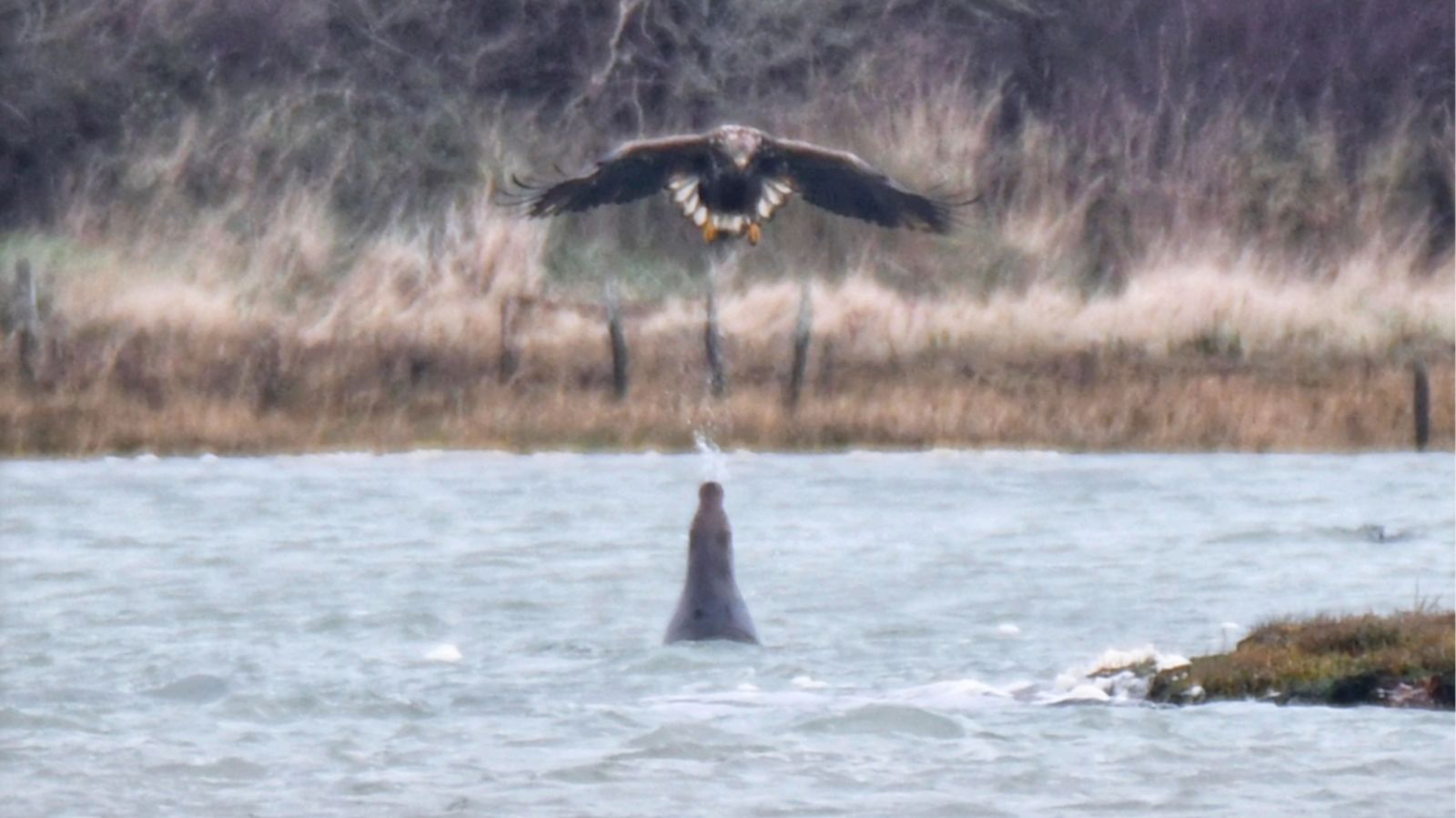 Birdwatcher captures 'unprecedented' moment grey seal spits jet of ...