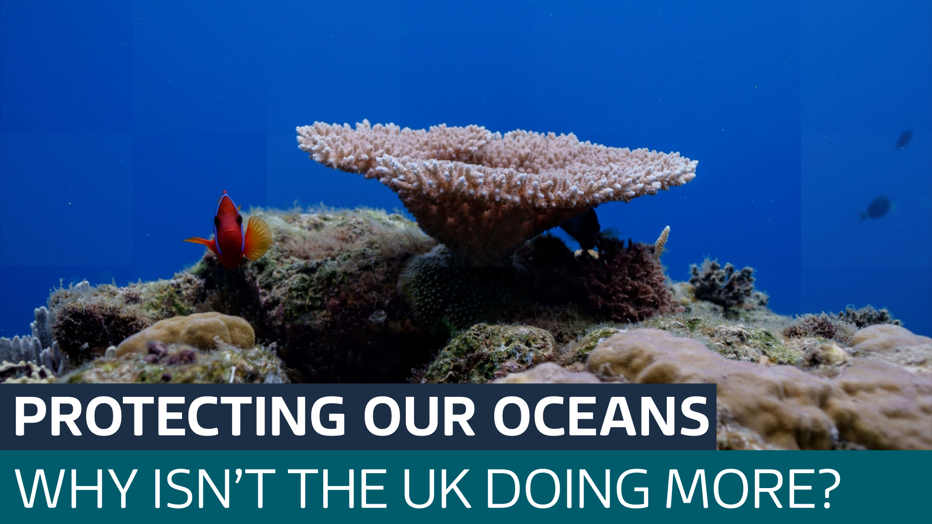 The High Seas Treaty takes effect today - so why has the UK not ratified it? - Latest From ITV News