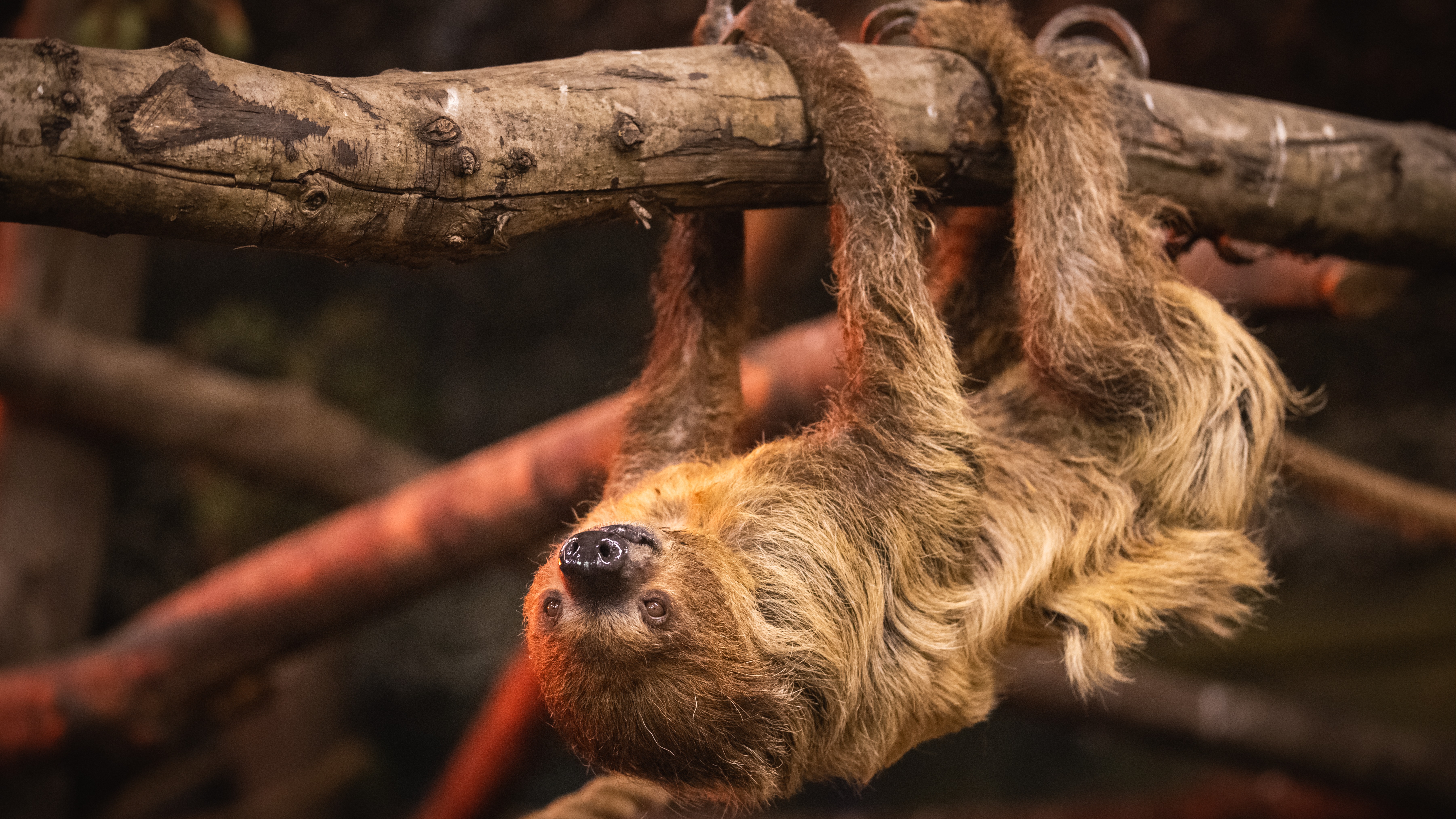 Pensioner sloths settle into new retirement home at Pembrokeshire's