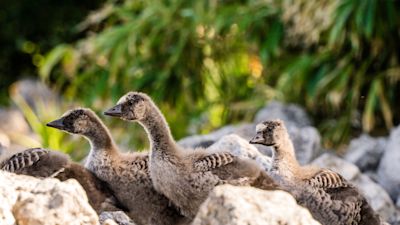 World's rarest goslings hatch at Slimbridge Wetland Centre in ...