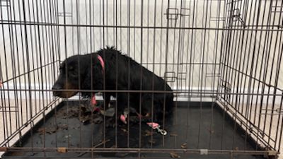 010922 RSPCA Elsa