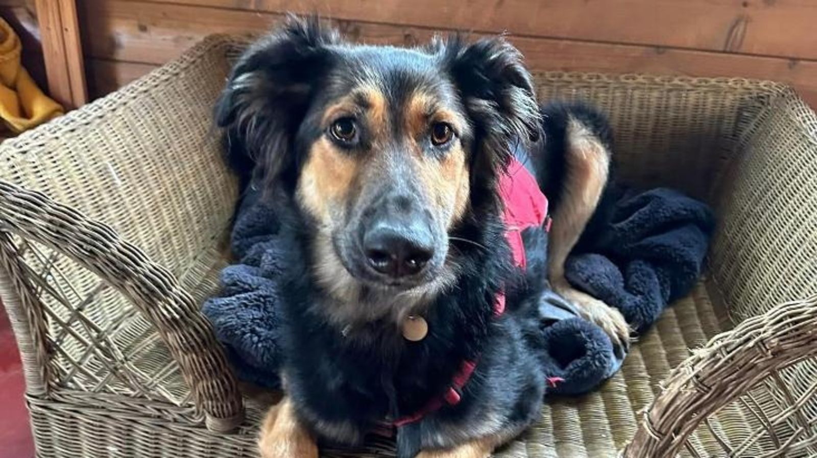 Ken 2 Rescue ‘I’m just Ken’ - Rescue dog searches for owner who will think he’s Ken ...