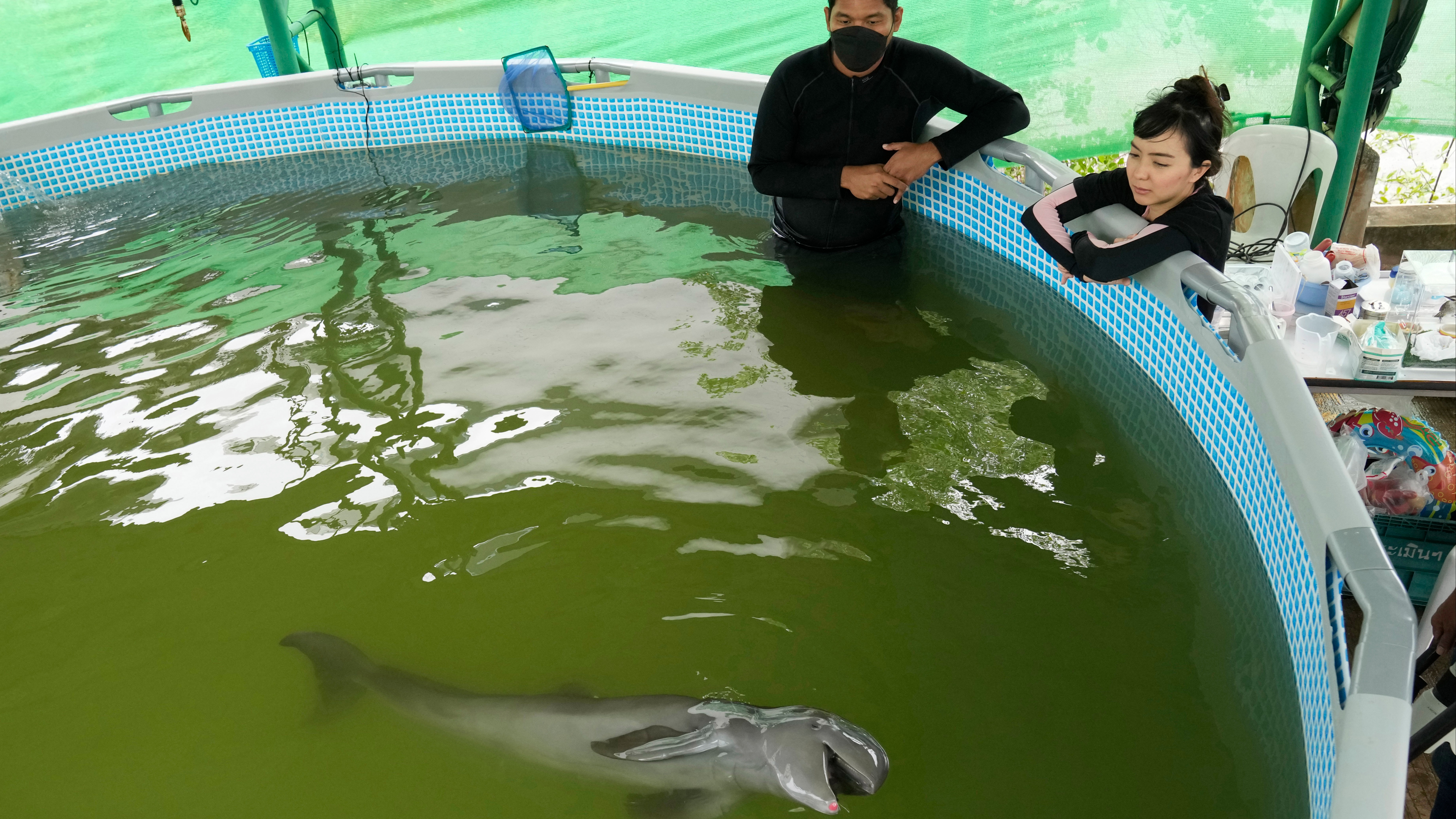 Vet Thanaphan Chomchuen, left, and volunteer Thippunyar Thipjuntar watch Paradon play.