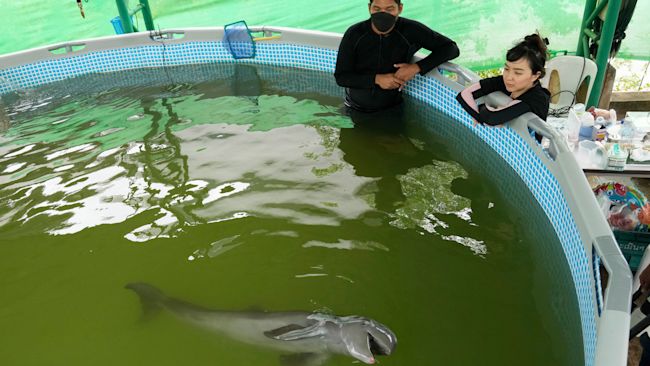 Vet Thanaphan Chomchuen, left, and volunteer Thippunyar Thipjuntar watch Paradon play.