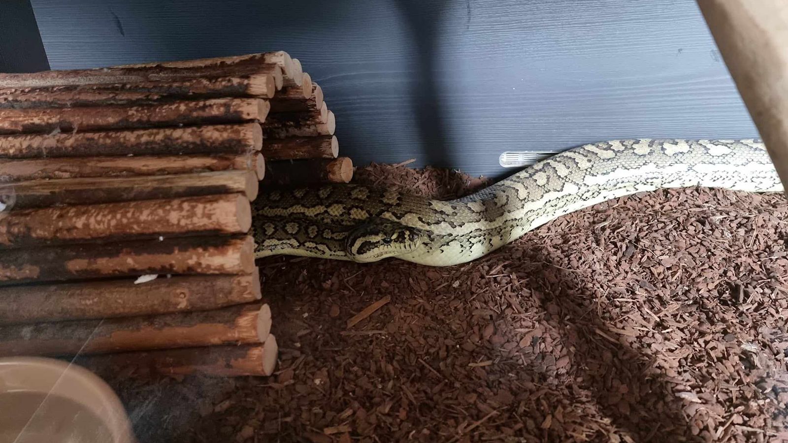 Jungle Python Shed Sunderland residents urged to be vigilant after eight-foot jungle ...