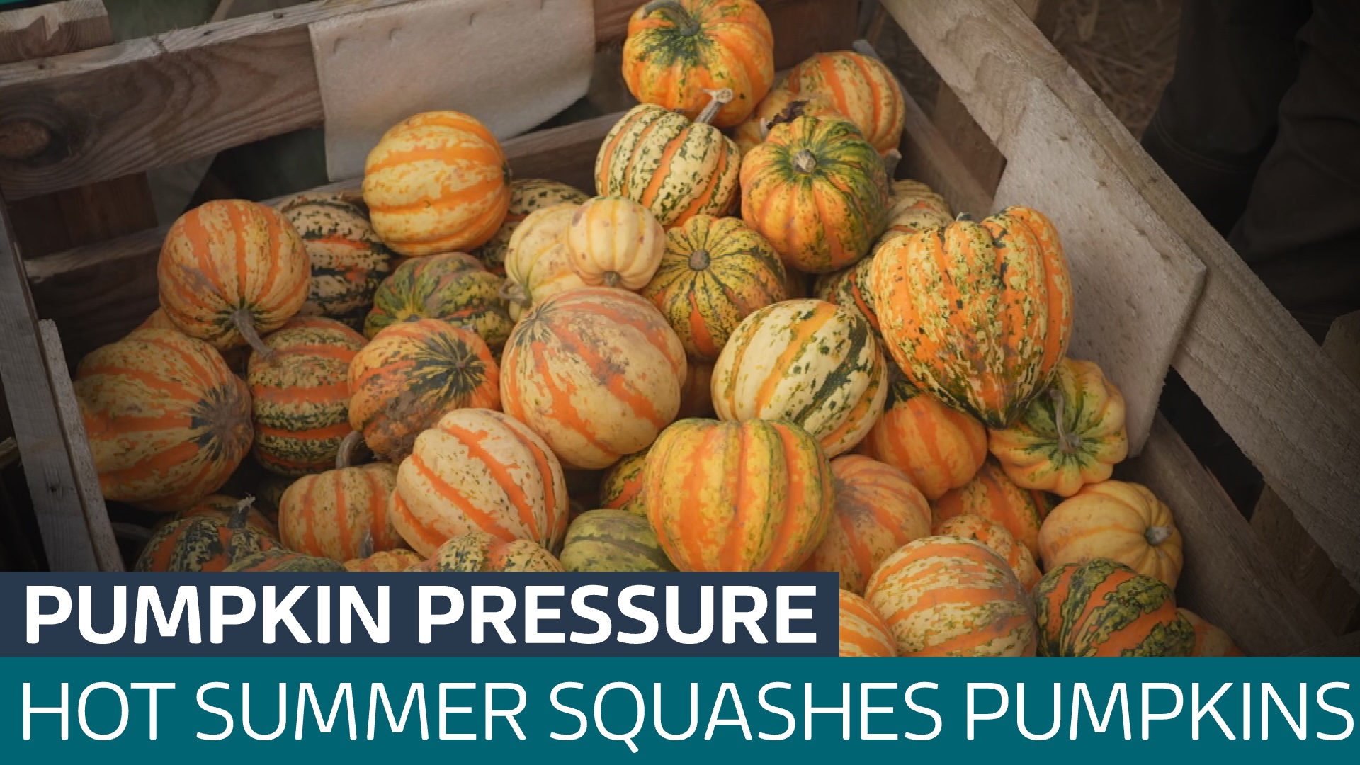 The extreme heat and lack of rainfall over the summer has been a ...