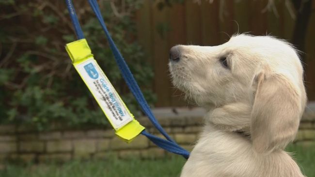GUIDE DOG ITV WALES