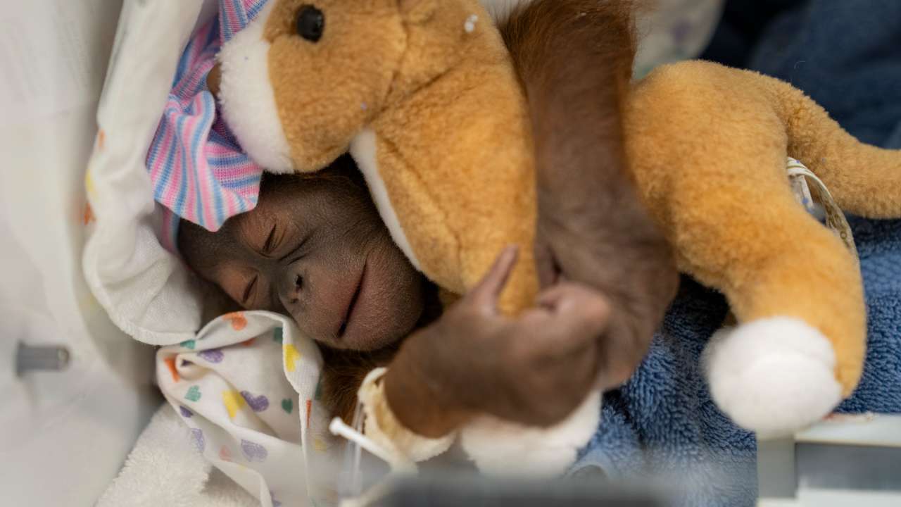 Photos show endangered Bornean orangutan born in Florida