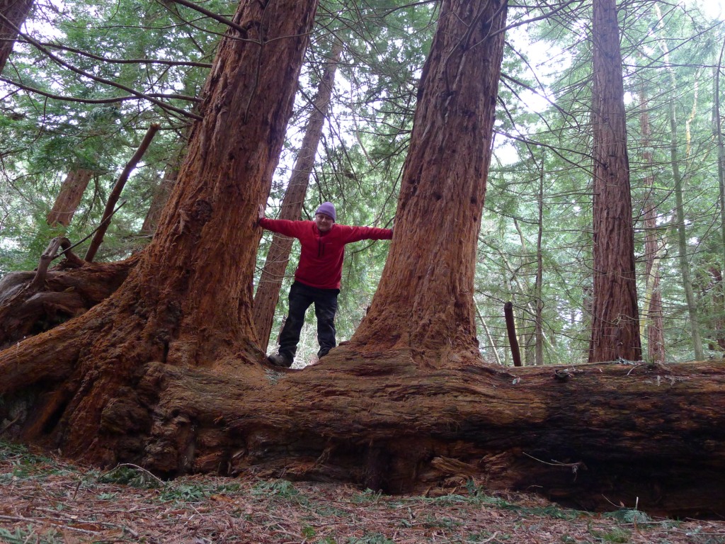 How one man’s mission to protect the ancient trees of Wales provided a