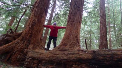 Offas Leighton Redwoods Phoenix 8 trees in 1