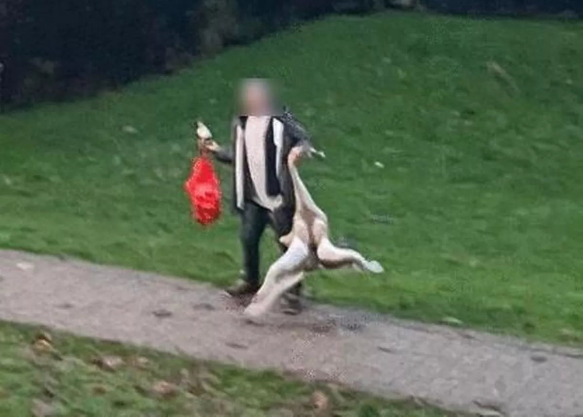 Man filmed holding swan by its neck in Caerphilly has charges dropped