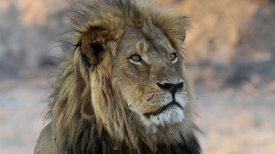 A lion on a reserve in Tanzania.