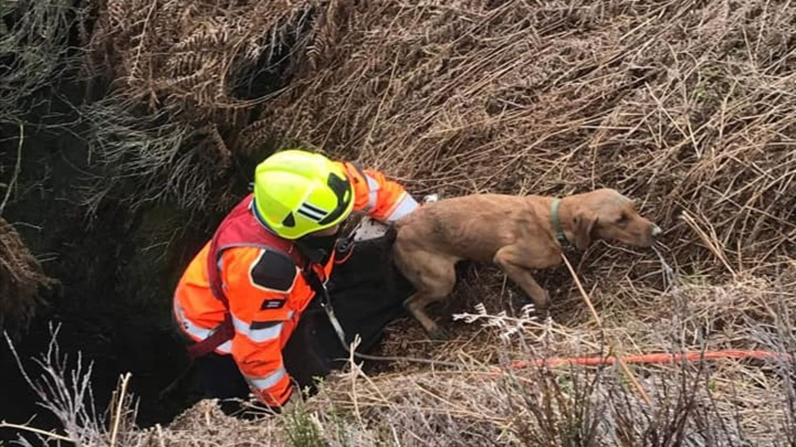 MIssing labrador retriever Olive rescued after four days stuck in ...