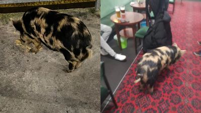 PIG in Easington pub