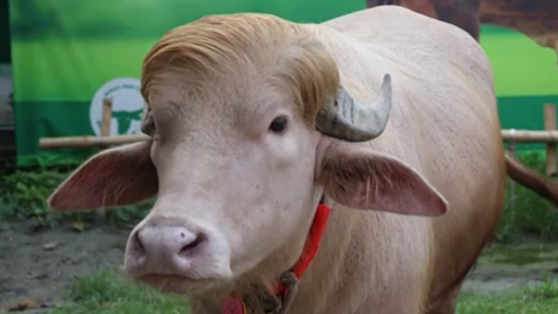 Rare albino buffalo nicknamed 'Donald Trump' spared from Eid sacrifice