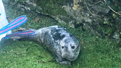 seal pup at bus stop credit Simon Cadman