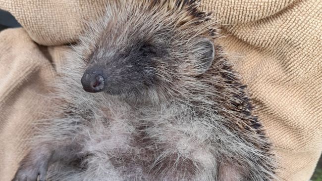 The RSPCA has launched an investigation after a female hedgehog was kicked to death in Essex, leaving her babies orphaned. 
Credit: RSPCA
