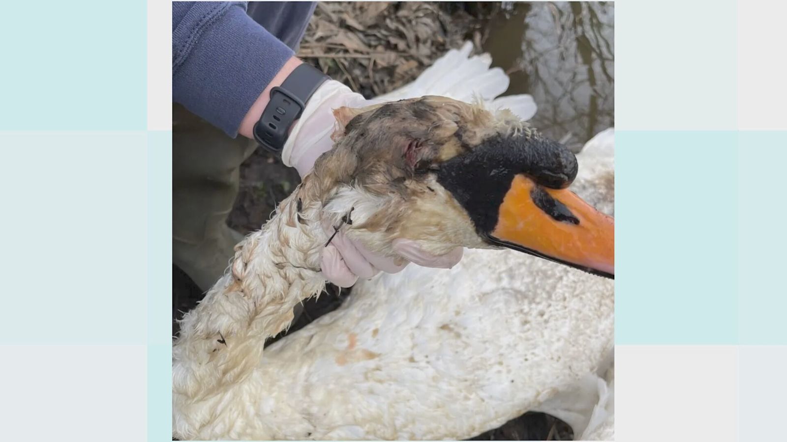 Catapult Injuries Report wildlife being shot and killed or injured with catapults, urge ...