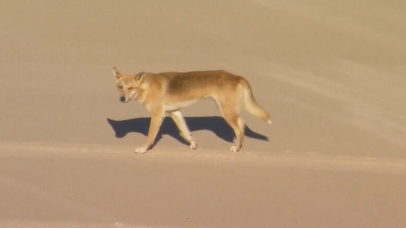 Australia warns of dingo attacks after tourist's bum bitten