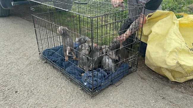 The dogs were put into a crate so they could be taken to the vet.