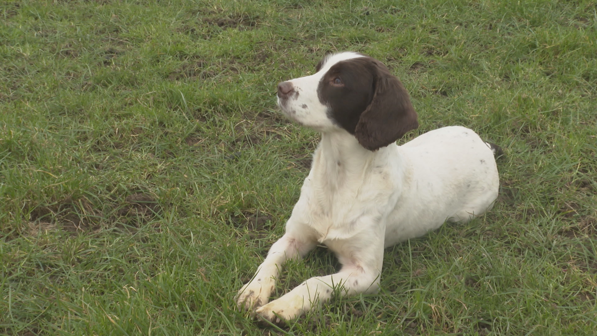 Lost spaniel sales