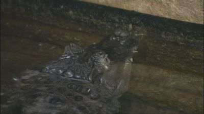 Report shows South East has greatest numbers of animals from wild