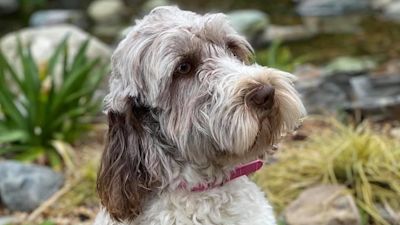 One of the dogs stolen from Barton Mills in Suffolk