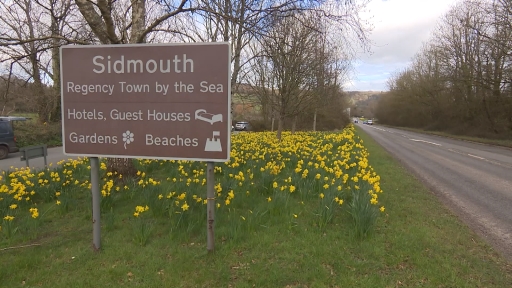 Sidmouth turns yellow as daffodils planted in resident s memory