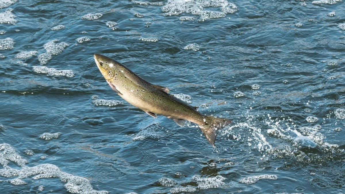 DAA News & Blog, The Devon Angling Association, Brown trout, sea trout  and salmon fishing on the River Devon in Clackmannanshire and Kinrossshire