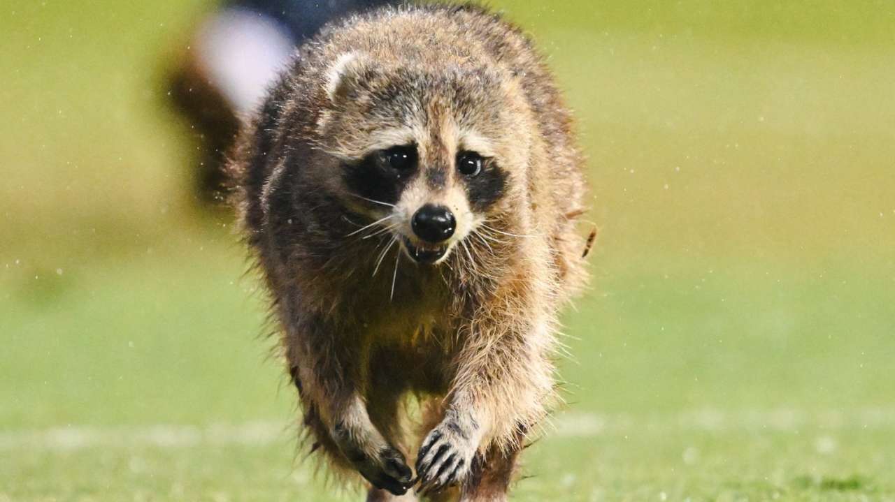 'We need to find him a ball': Racoon pitch invasion pauses US football game