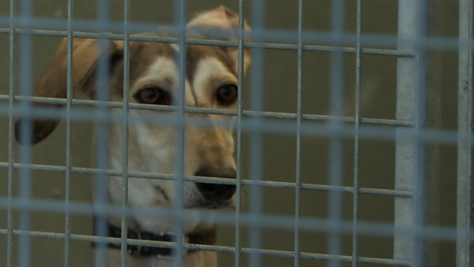 RSPCA calls for more fosterers to take on increasing number of unwanted  pets | ITV News Anglia
