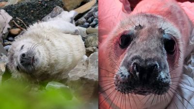 Orphaned seal pup found in Jersey but transferred to GSPCA for care. 