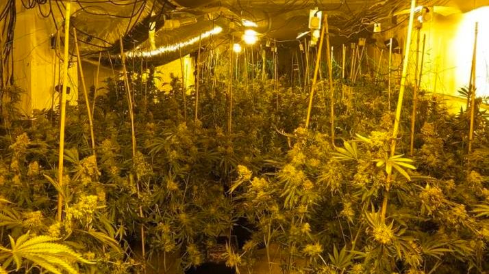 Thousands of cannabis plants worth £2m found in disused Bodmin ...