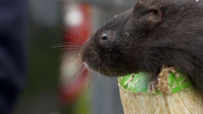 Water voles have been introduced to Haweswater and Cumbria in a bid to save Britain's fastest declining mammal from extinction. Picture: ITV Border.