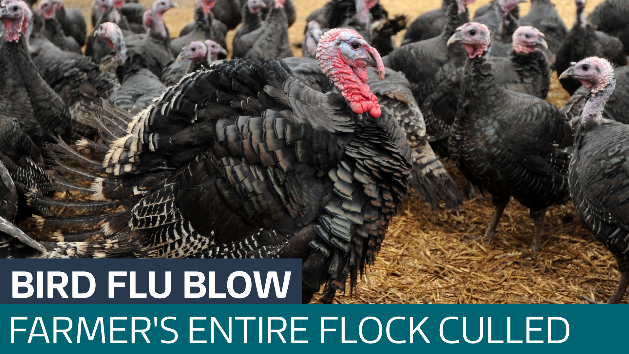 Farmer forced to cull 9,000 turkeys after second bird flu outbreak in ...