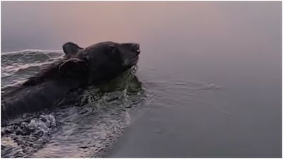 The bear swimming off once freed from the tub.