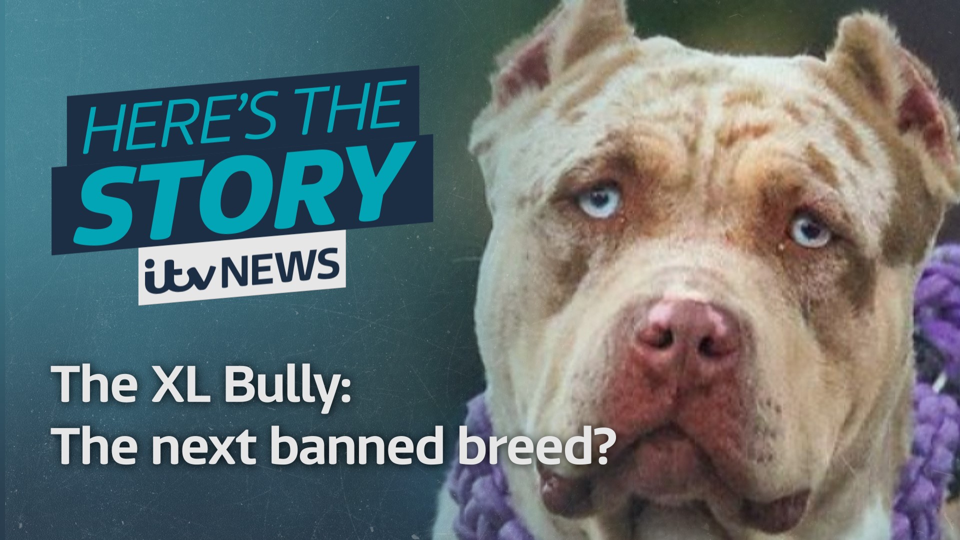 Full banned dog breeds by countries updated 2023 XL Bully UK