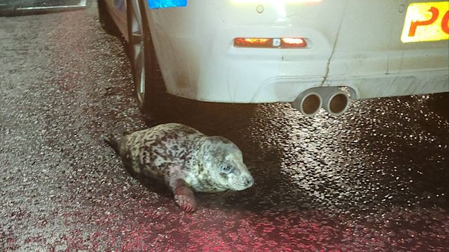 Seal rescue Grimsby
