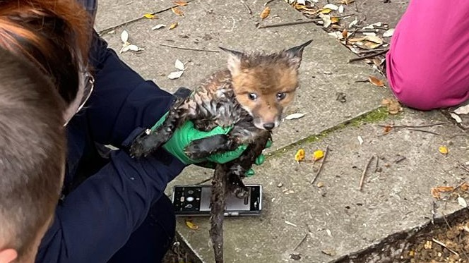 anglia 030523 fox rescue credit Essex fire 02052023