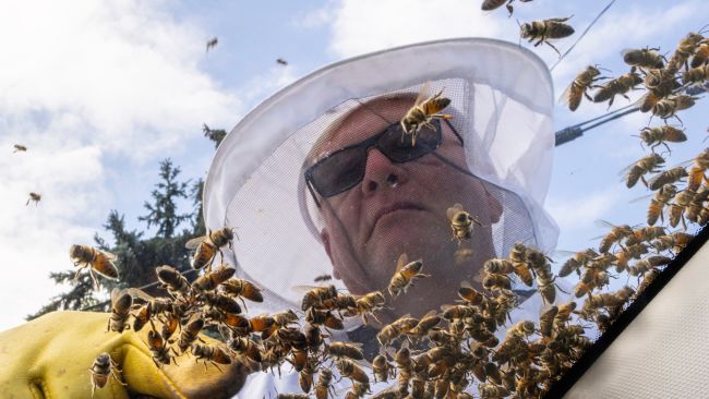 ALL 27 SECRET 1 BILLION CODES In Bee Swarm Simulator! 