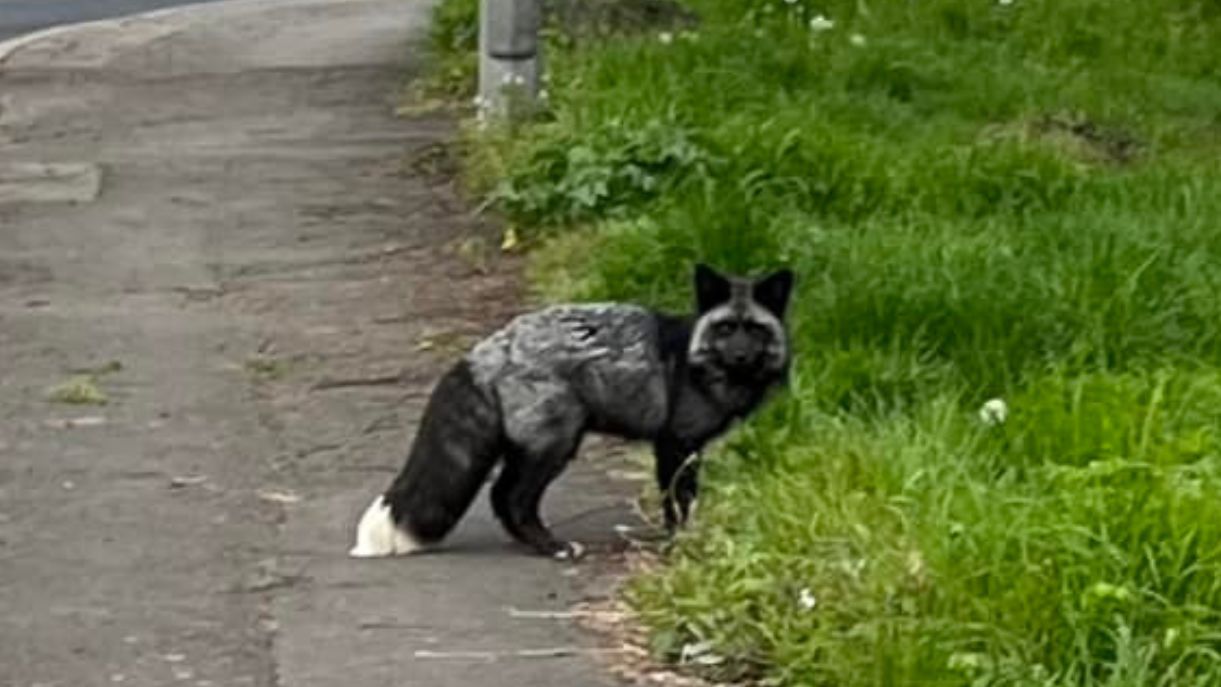 Rare black fox spotted in Somerset is back home after escape bid - BBC News