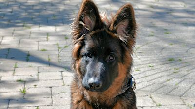 German Shepherd Bear swallows kebab stick
