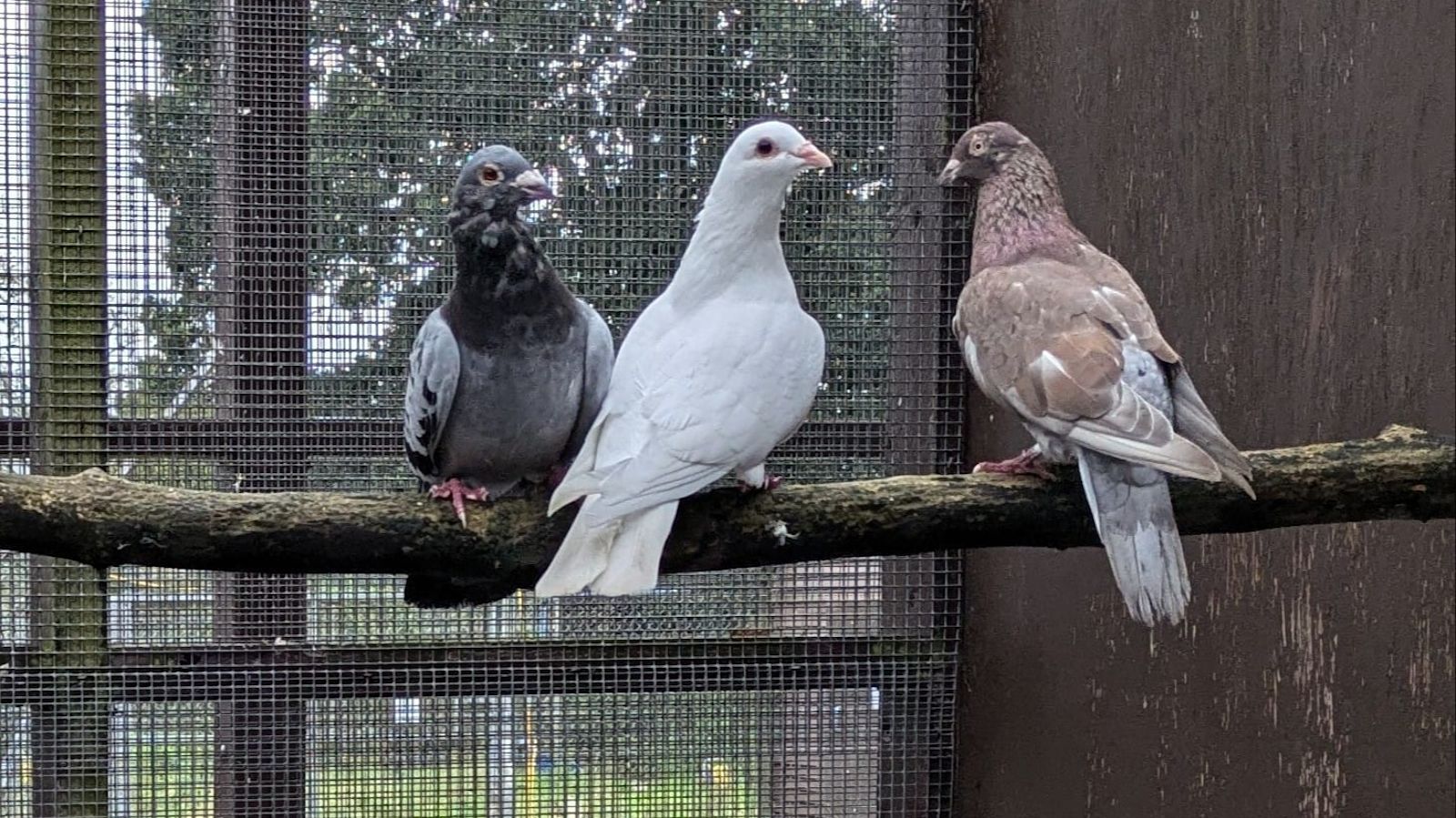 Pigeons Rspb RSPCA centre in Cheshire search for experienced pigeon owners after ...