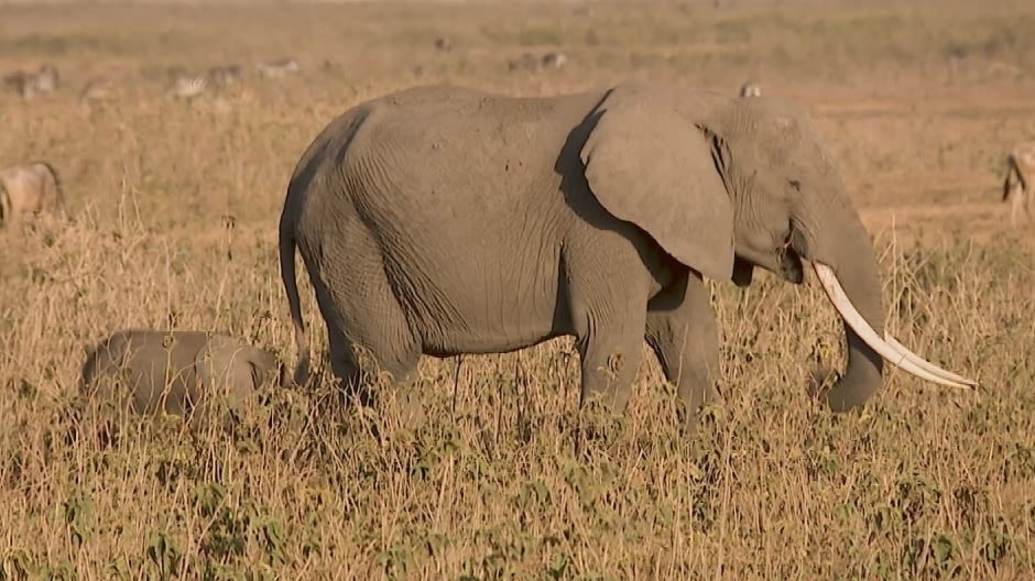 Drought-induced famine leaves trail of wildlife death and