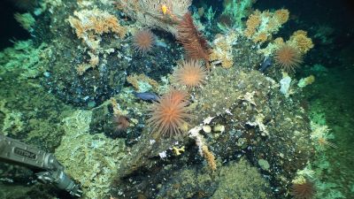 ANGLIA Coral reefs 180423 Galapagos
Credit University of Essex
