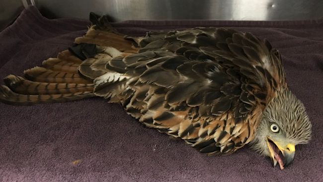 RED KITE LYING DOWN WITH TONGUE OUT PLAYING DEAD